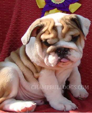 English Bulldog pictures